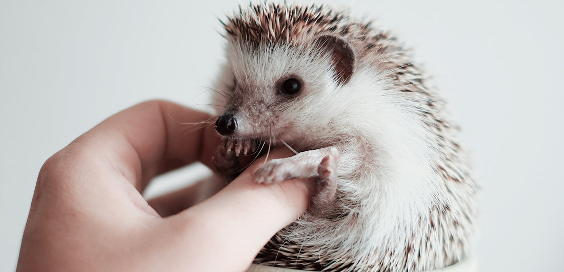 Hedgehog Care Guide