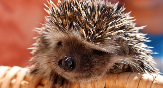 Are Hedgehogs Legal in My State?