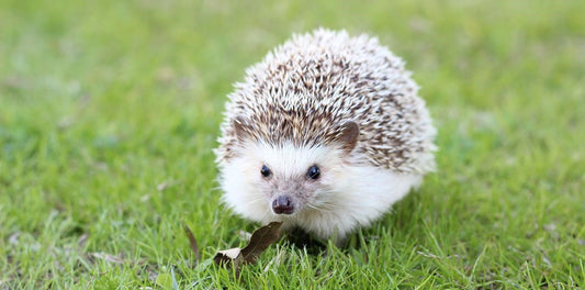 Best Hedgehog Safe Exercise Wheels