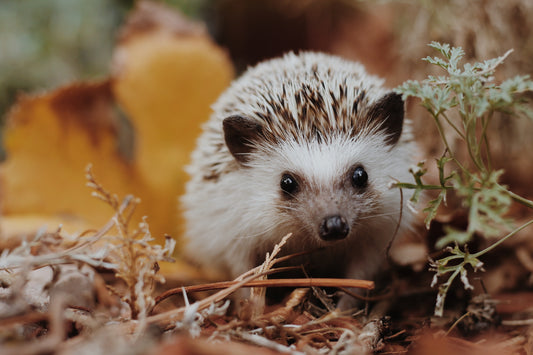 How Much Do Hedgehogs Cost?