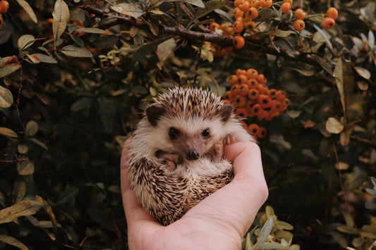 What Do Hedgehogs Eat?
