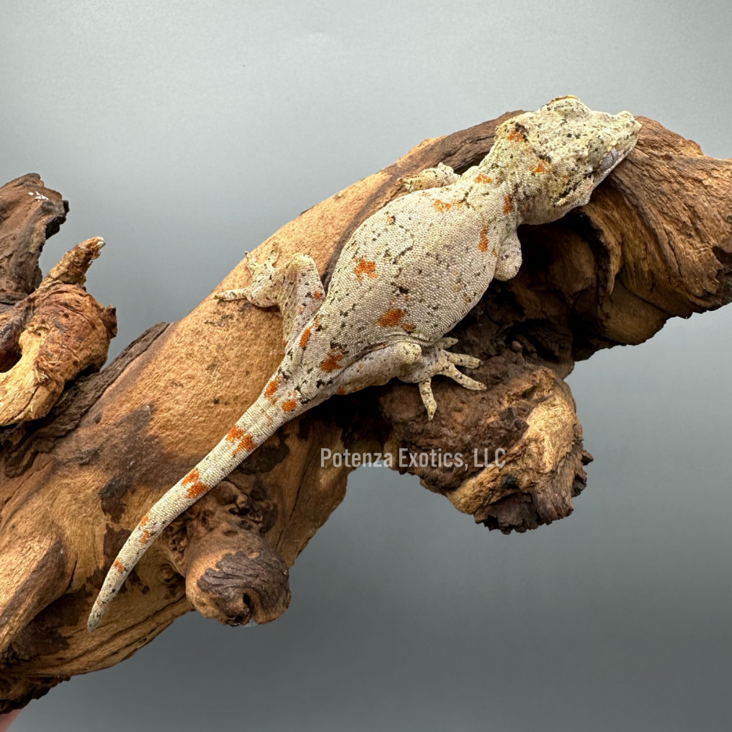 Unsexed Orange Blotch Gargoyle Gecko