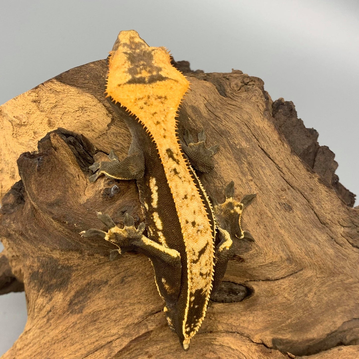 Partial Pinstripe Crested Gecko #5