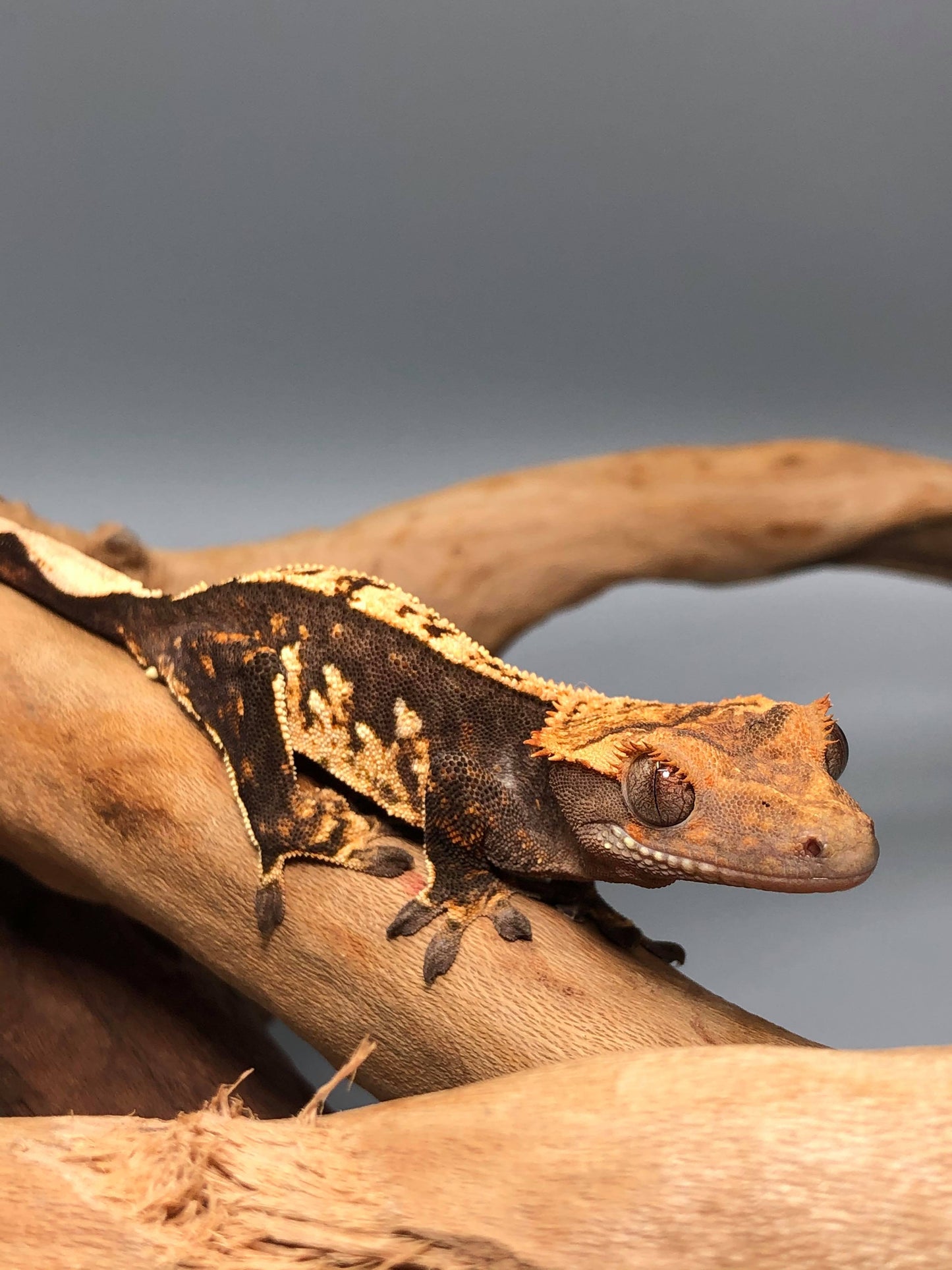 Harlequin Pinstripe Crested Gecko #21