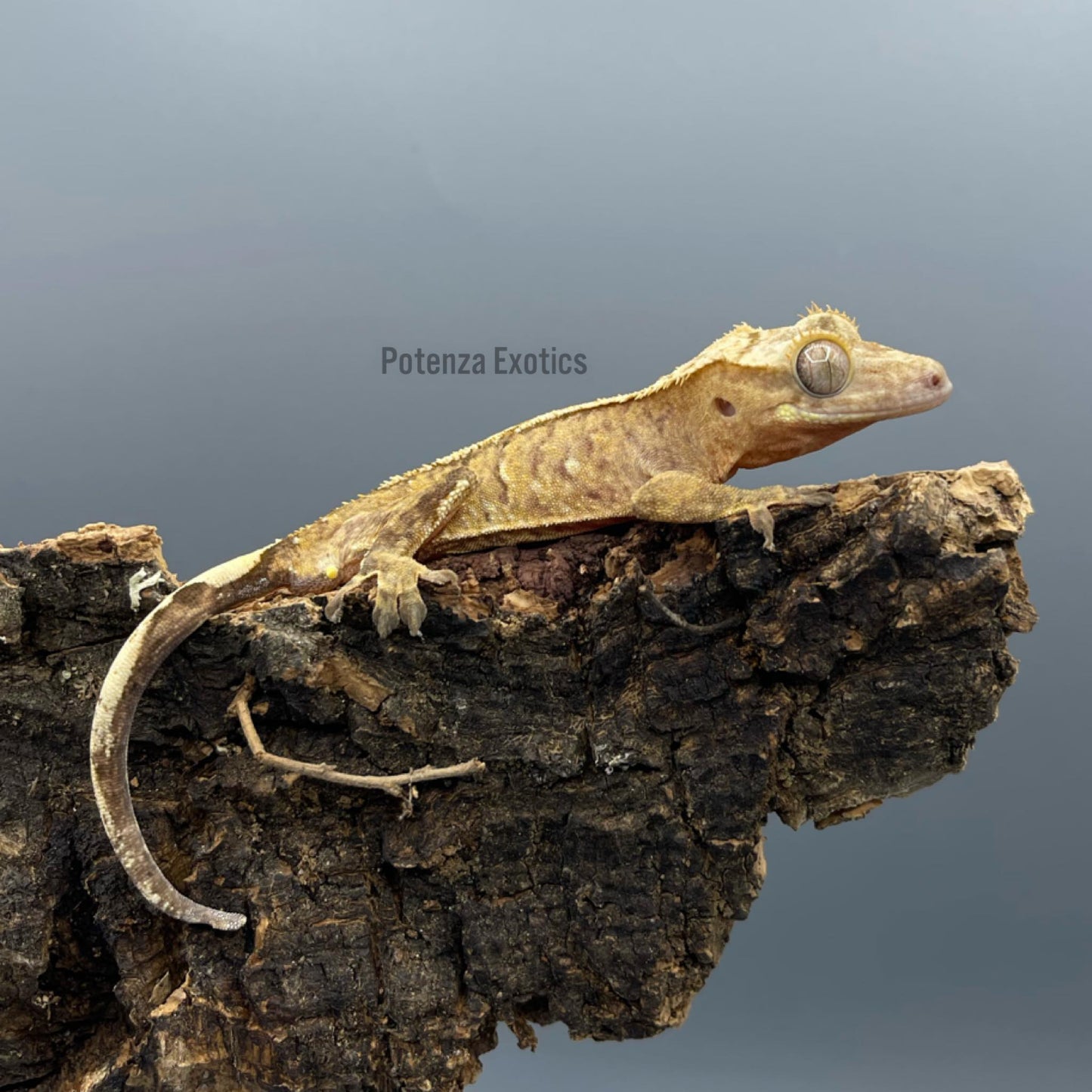 Unsexed Crested Gecko