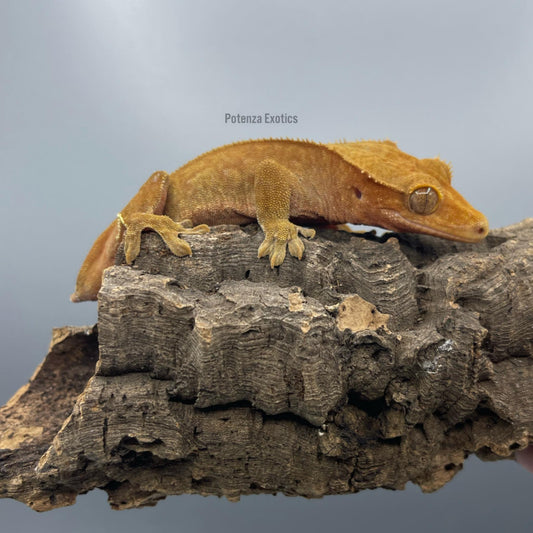 Red Female Crested Gecko