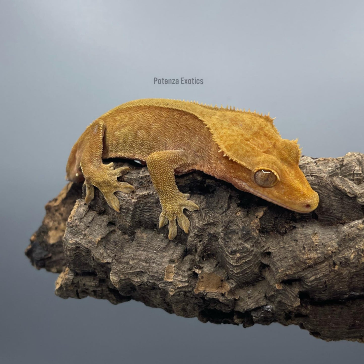 Red Female Crested Gecko