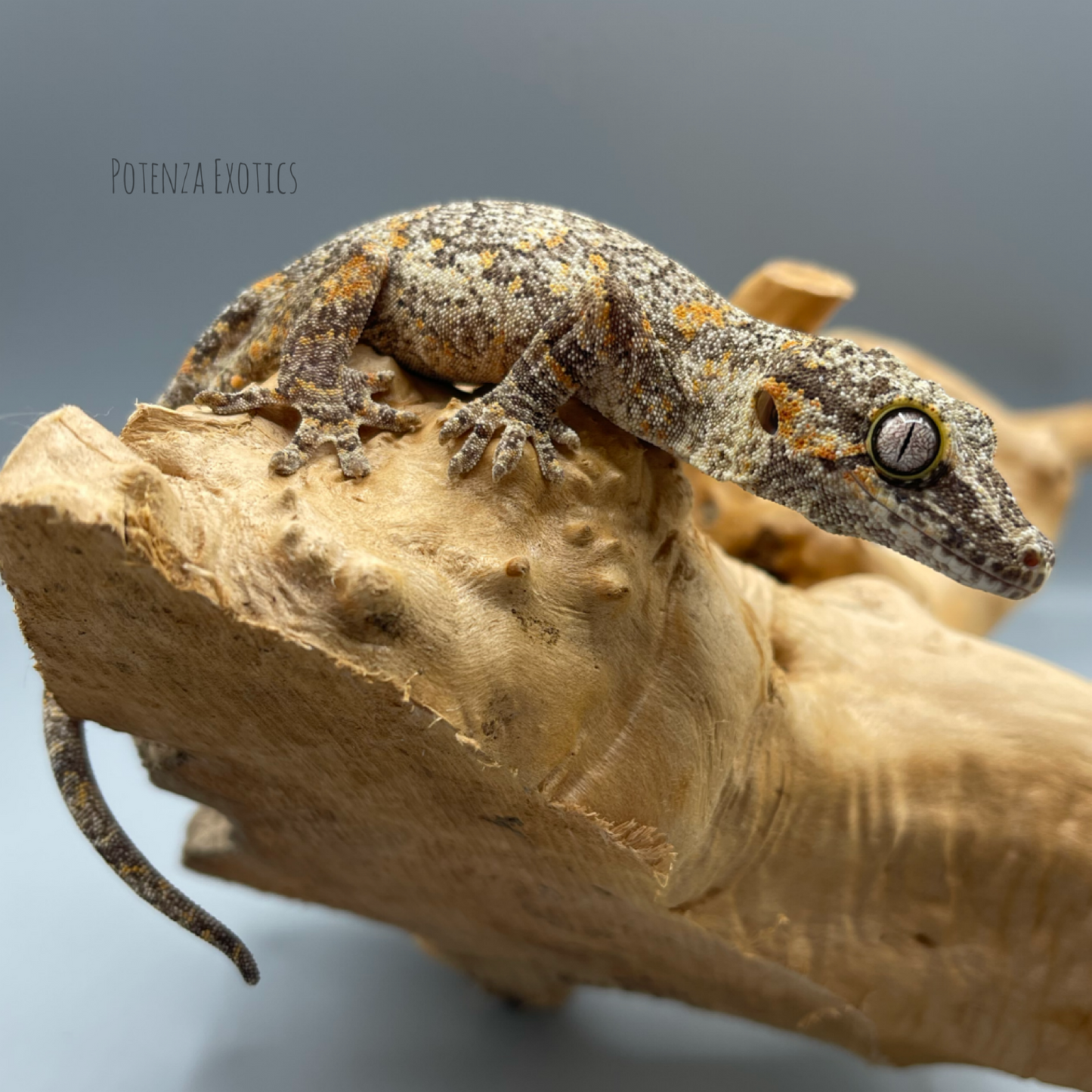 Seasmoke - Orange Blotch Gargoyle Gecko