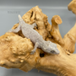 Stormcloud - Reticulated Gargoyle Gecko