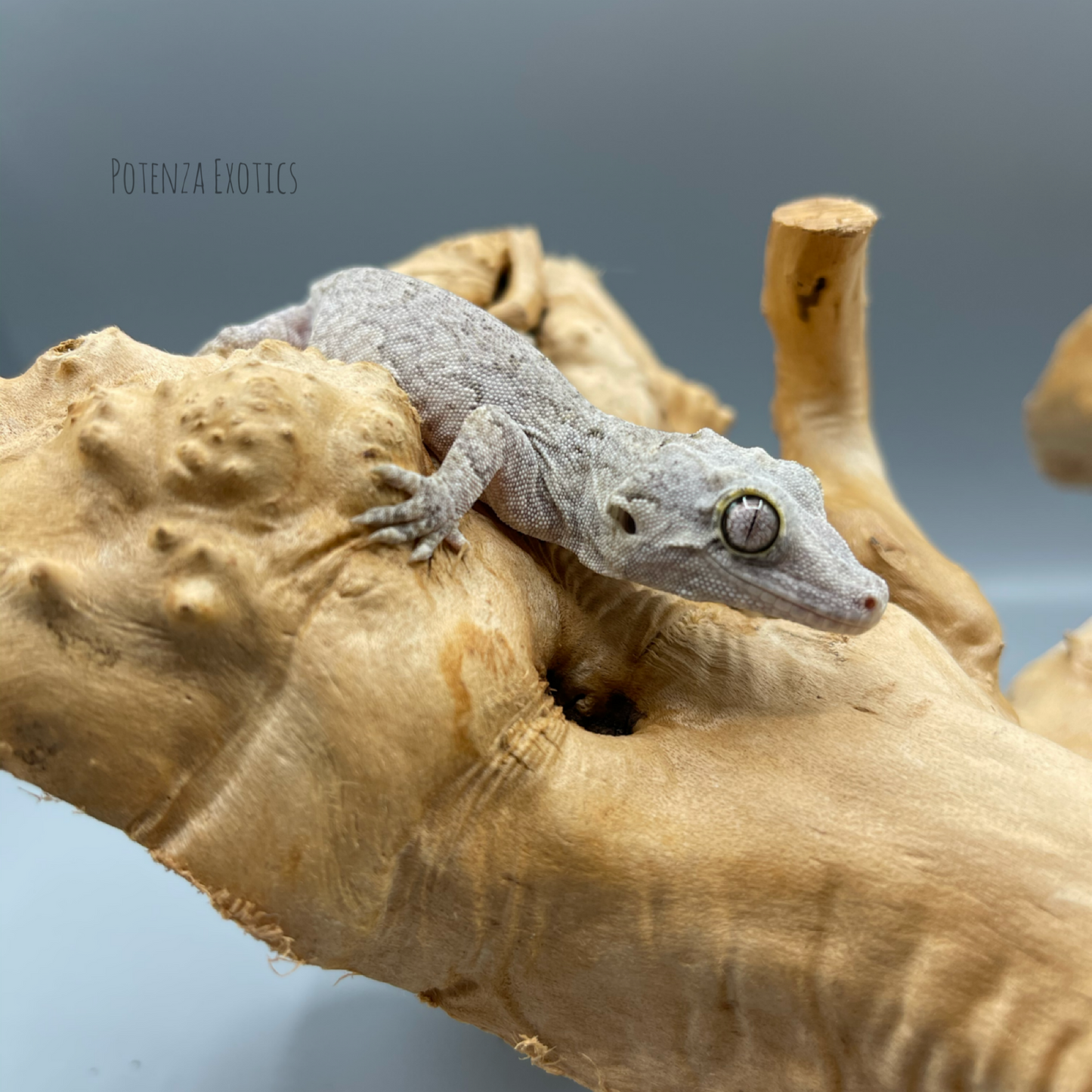 Stormcloud - Reticulated Gargoyle Gecko