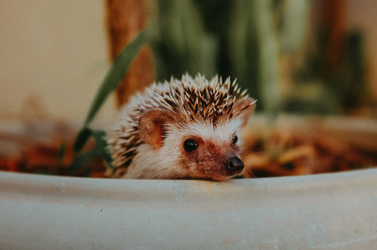 How Long Do Hedgehogs Live?