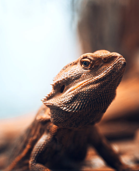 Bearded Dragon Care Guide