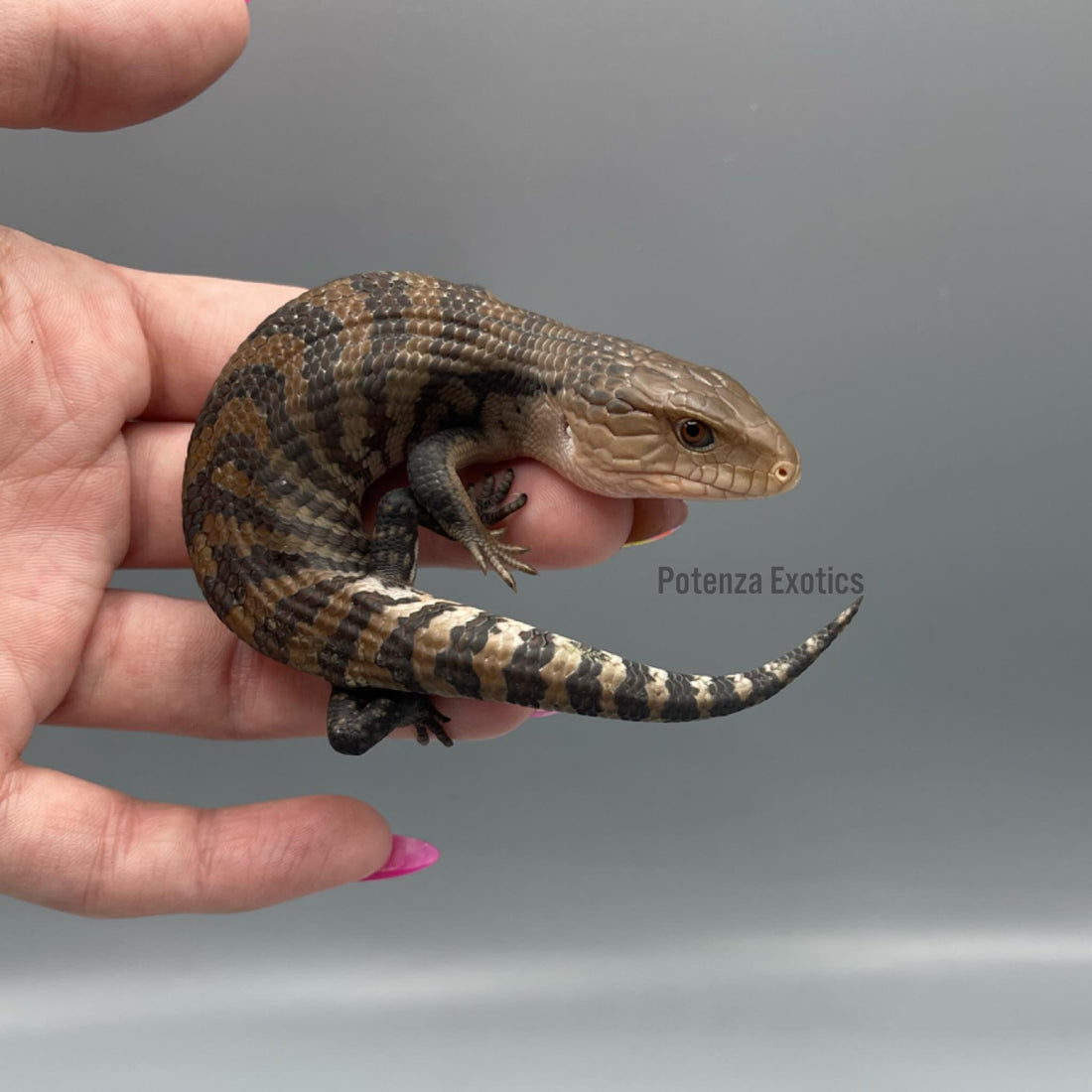 Blue Tongue Skink Care Guide