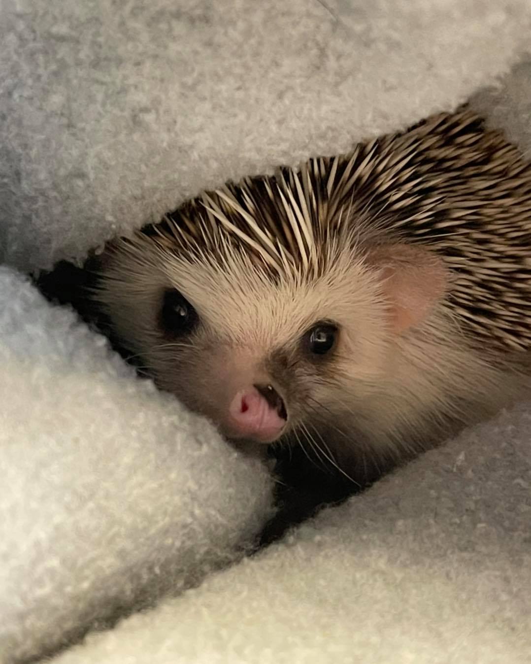 Best Bedding For Hedgehogs