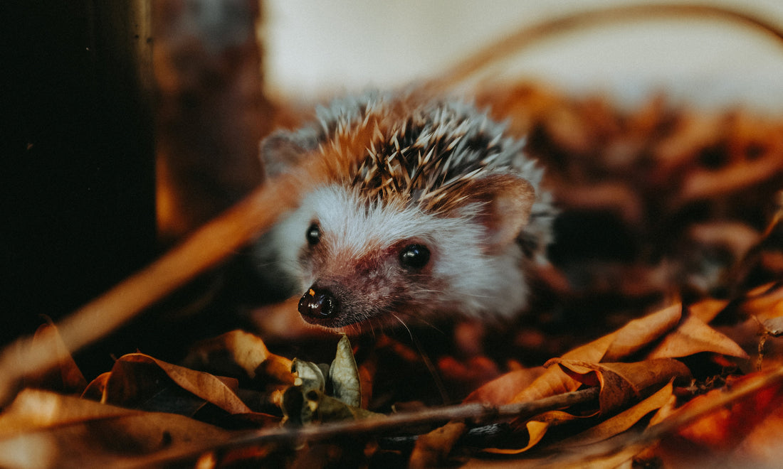 Do Hedgehogs Lose Their Quills?