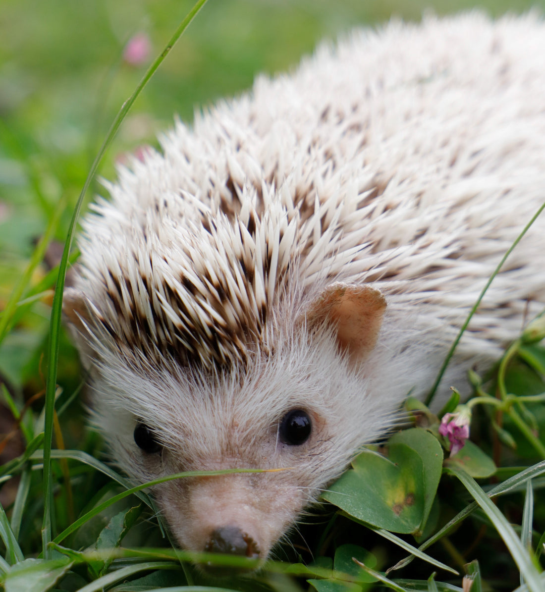 Can Hedgehogs Live Together in Groups?