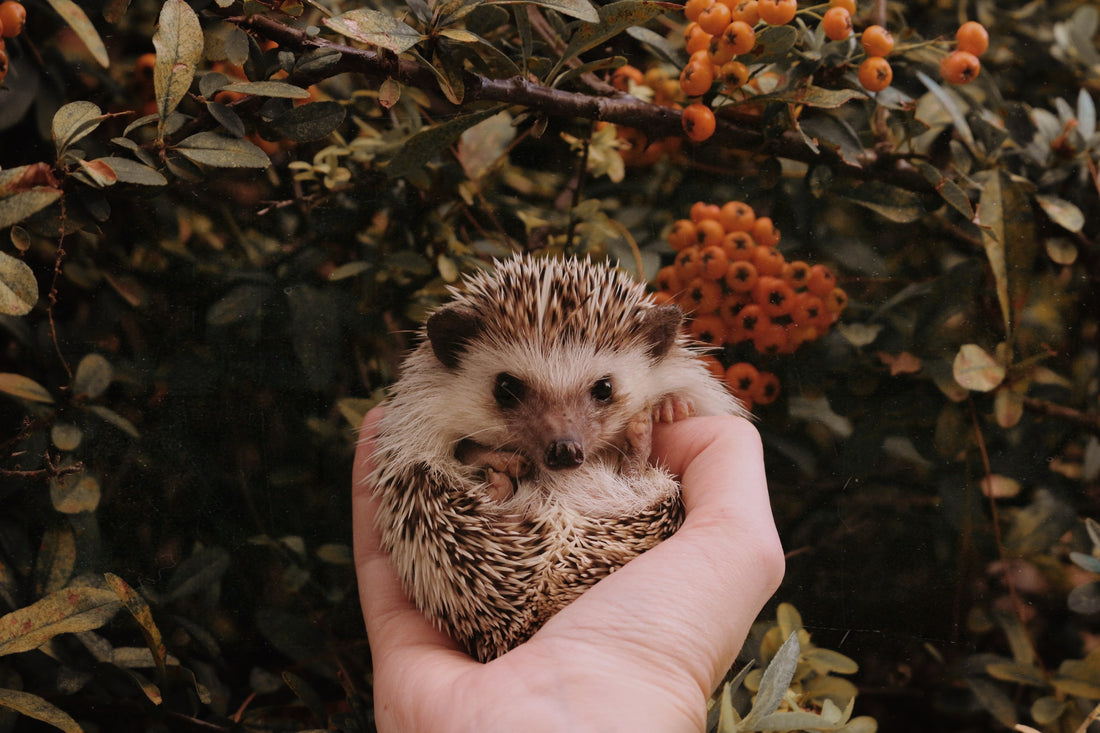 What Do Hedgehogs Eat?