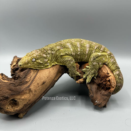 Regulus -  Leachianus Gecko (GTB)