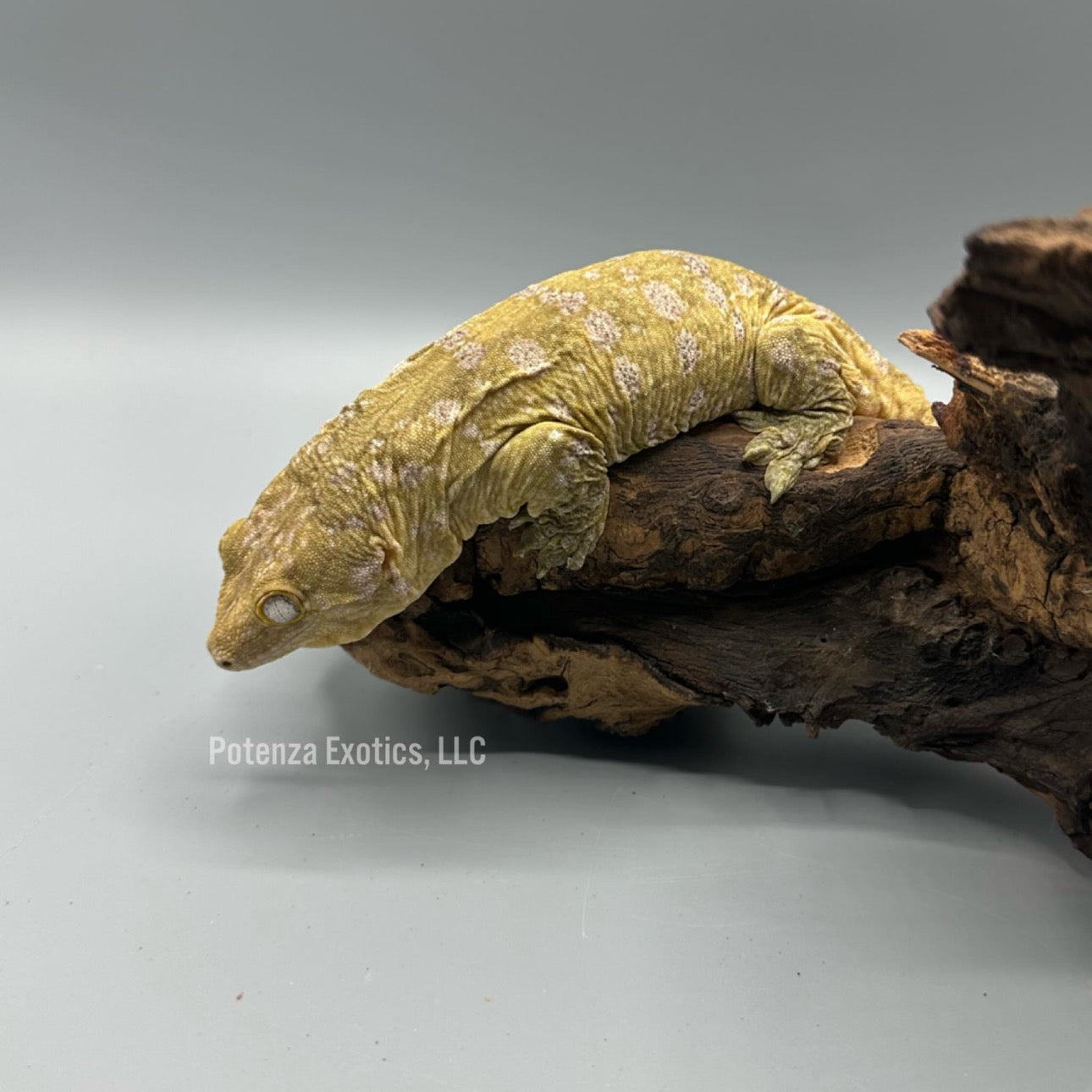Lyra -  Leachianus Gecko (GTA x Nu Ana)