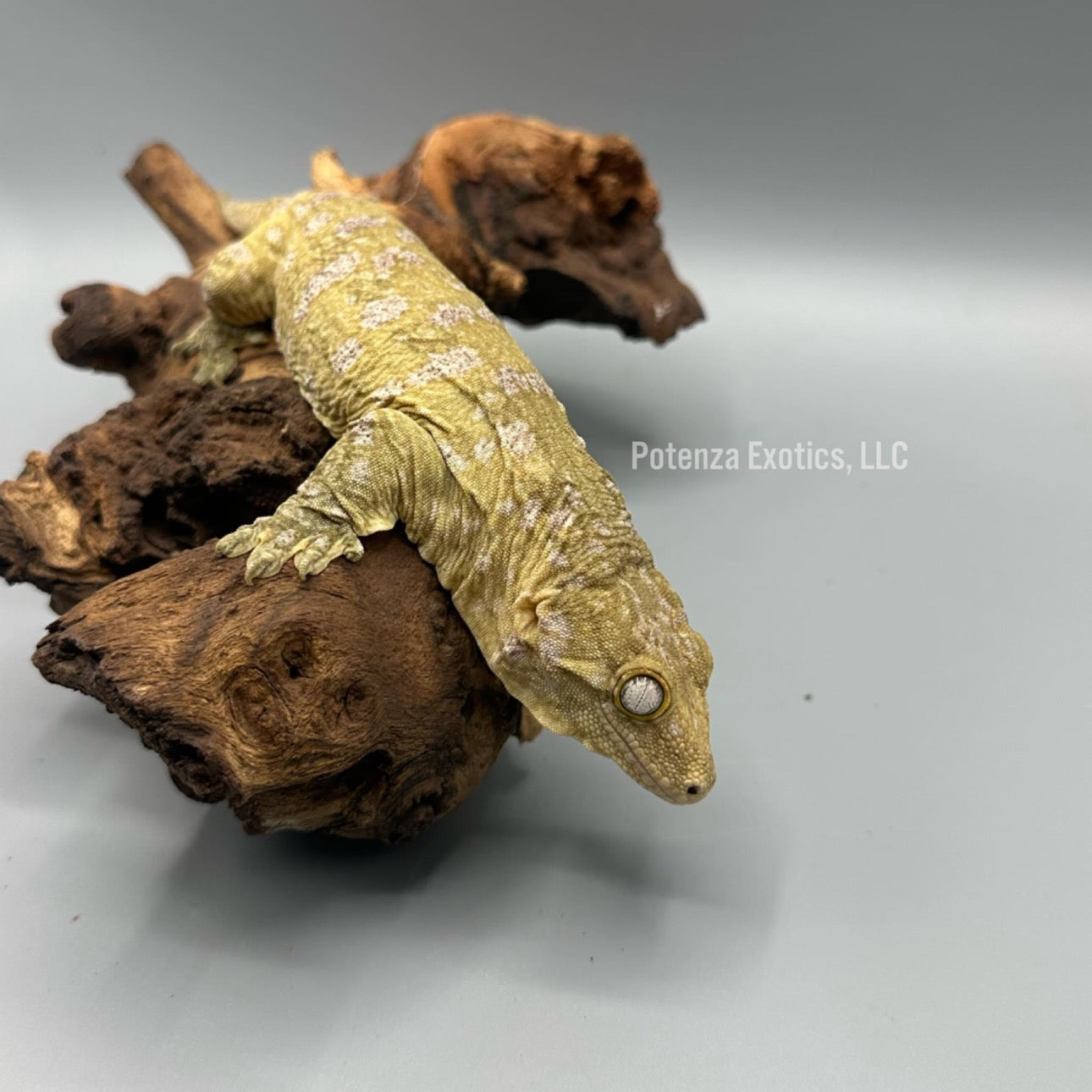Lyra -  Leachianus Gecko (GTA x Nu Ana)