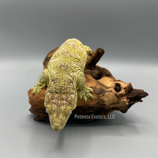 Polaris  -  Leachianus Gecko (Moro x Nuu Ami)