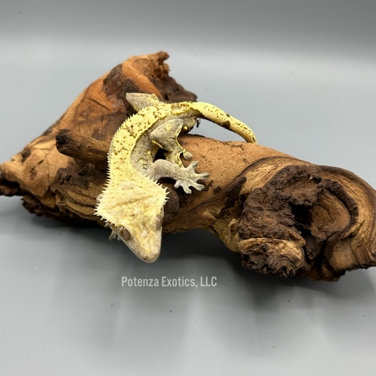 Hylian - Male Crested Gecko