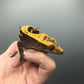 Partial Pinstripe Crested Gecko #5