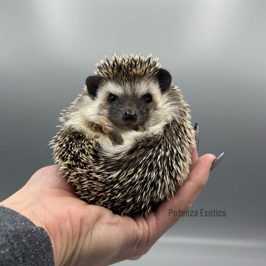 Hedgehog for sale in texas