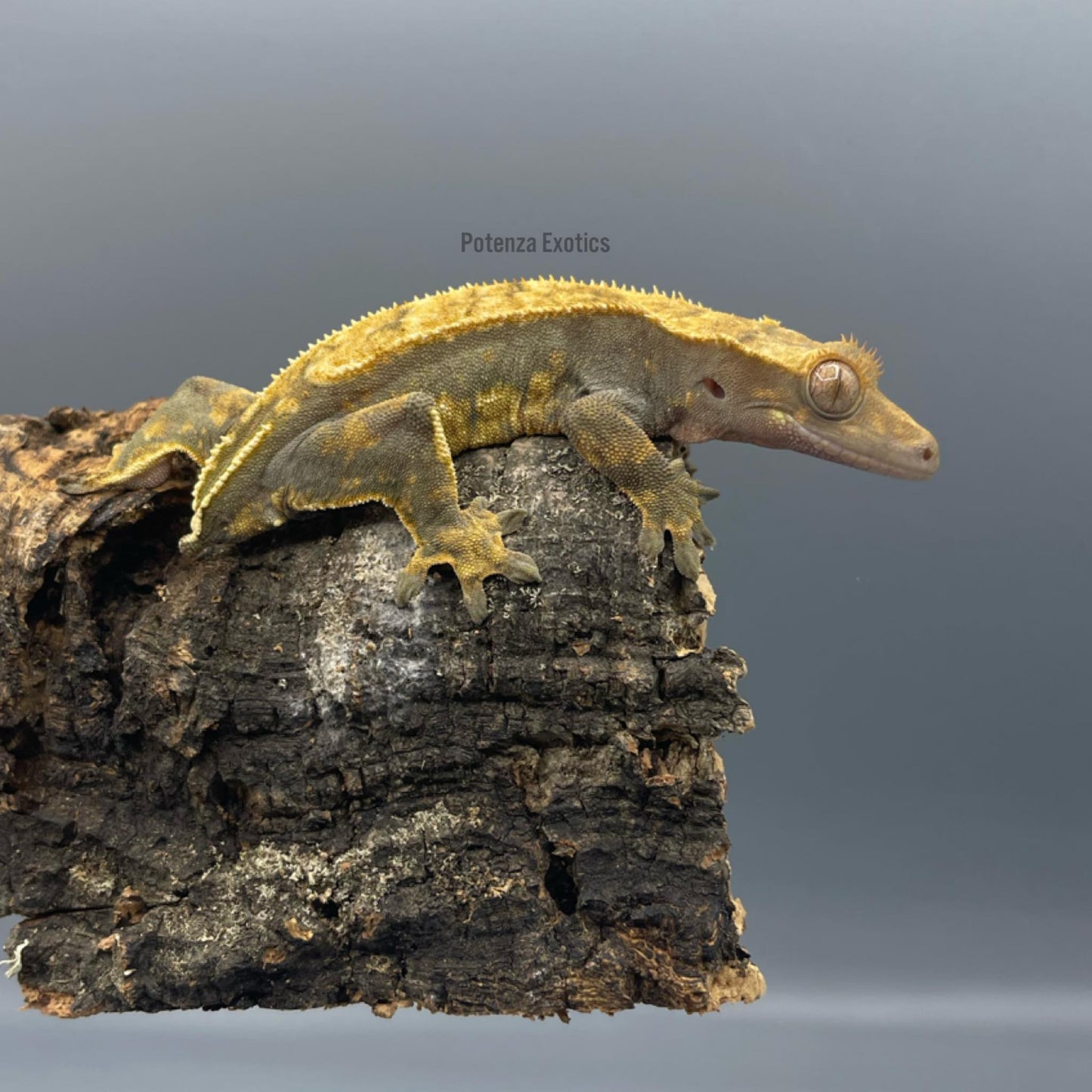 Female Crested Gecko