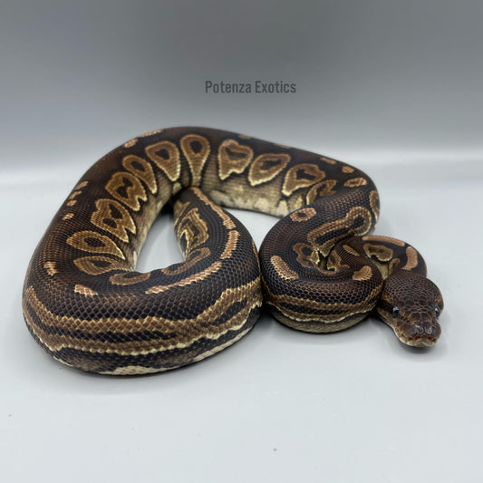 Female Cinnamon Ball Python