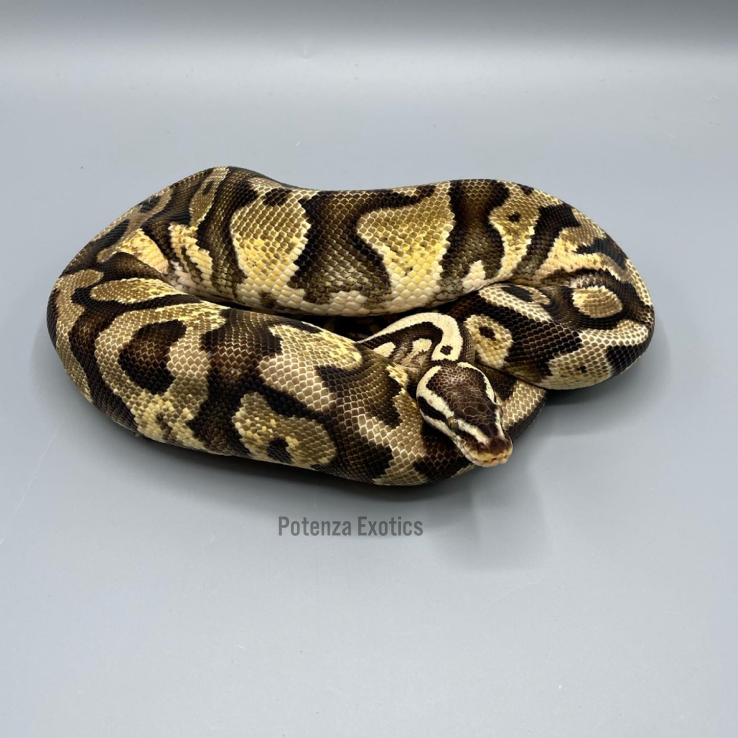 Male Pastel Yellowbelly Het Pied Ball Python