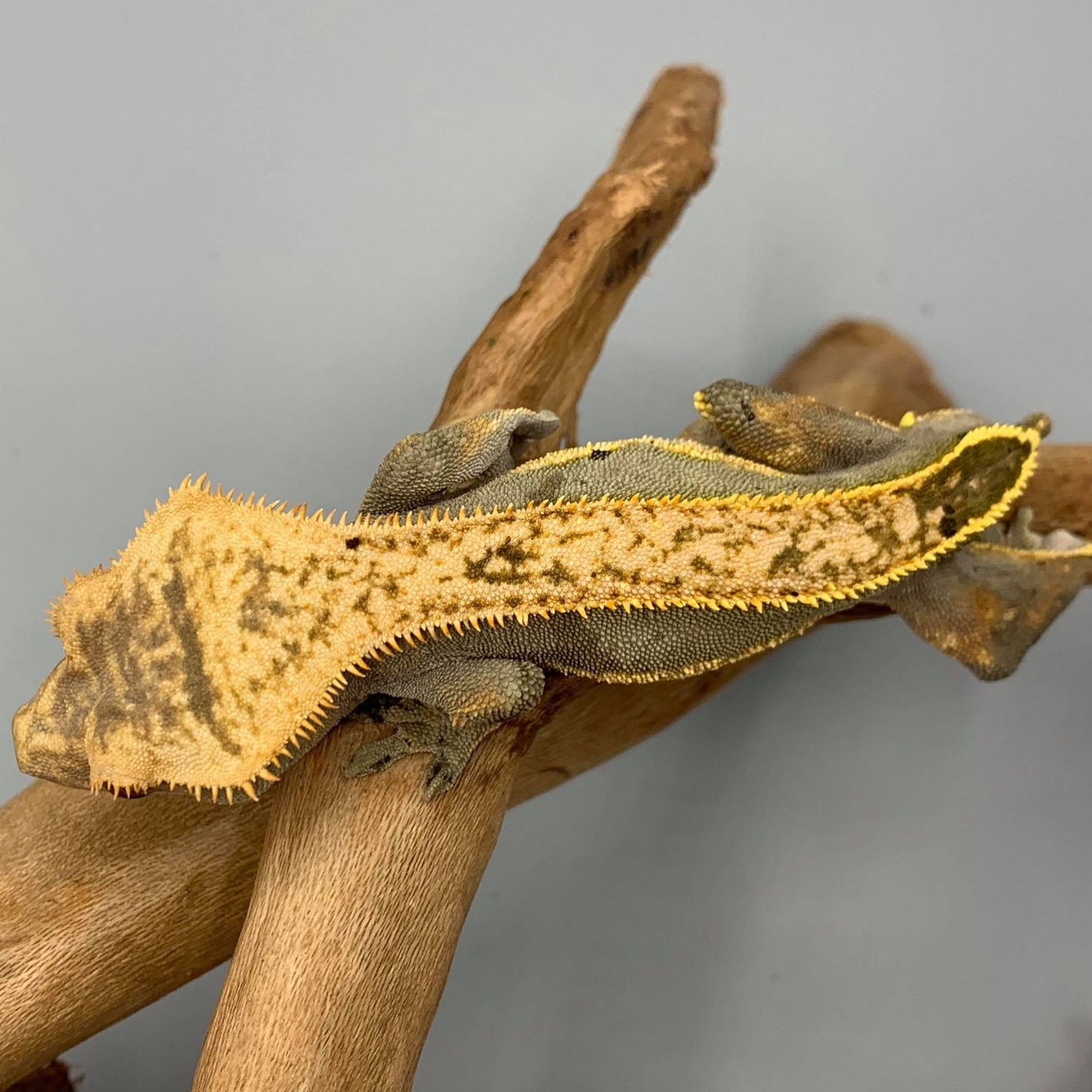 Harlequin Pinstripe Crested Gecko