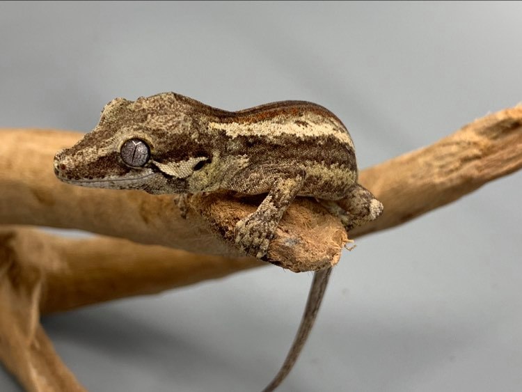 Morghul - Red Stripe Gargoyle Gecko