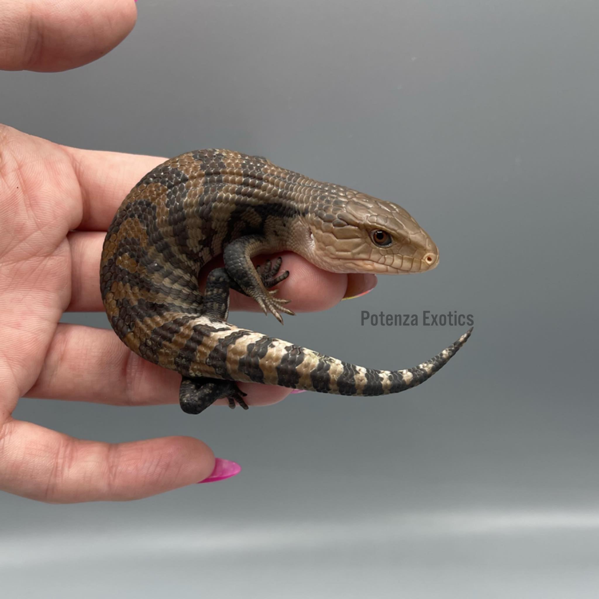 Irian Jaya Blue Tongue Skink – Potenza Exotics