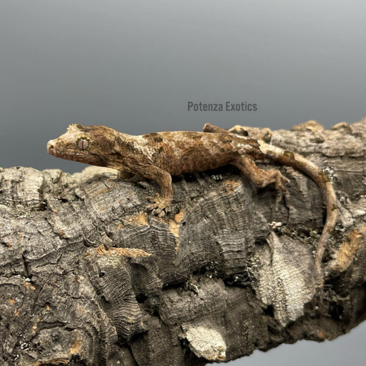 Chahoua Gecko (Pine Island)