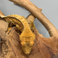 Harlequin Pinstripe Crested Gecko #19