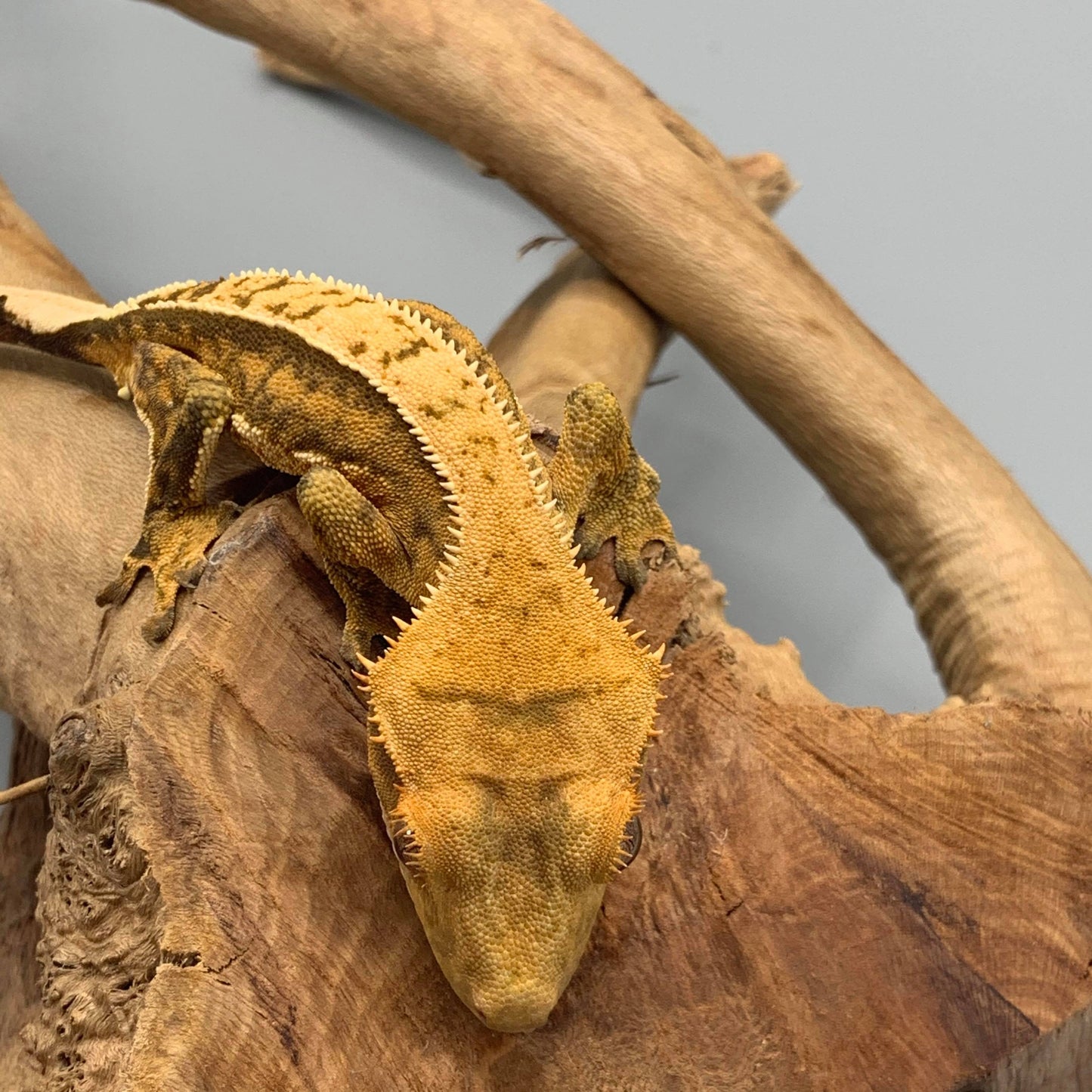Harlequin Pinstripe Crested Gecko #19