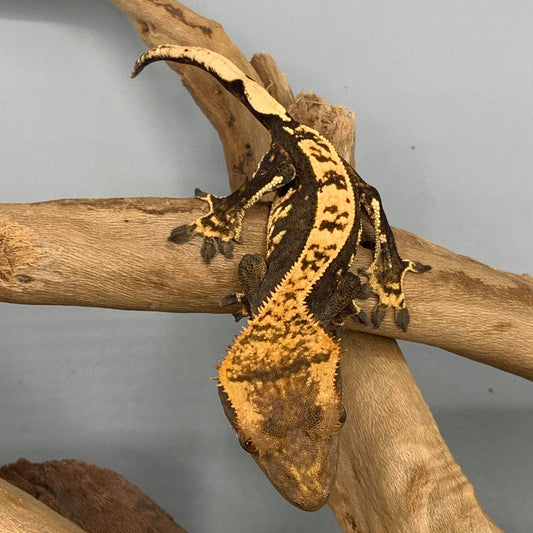 Harlequin Pinstripe Crested Gecko #21
