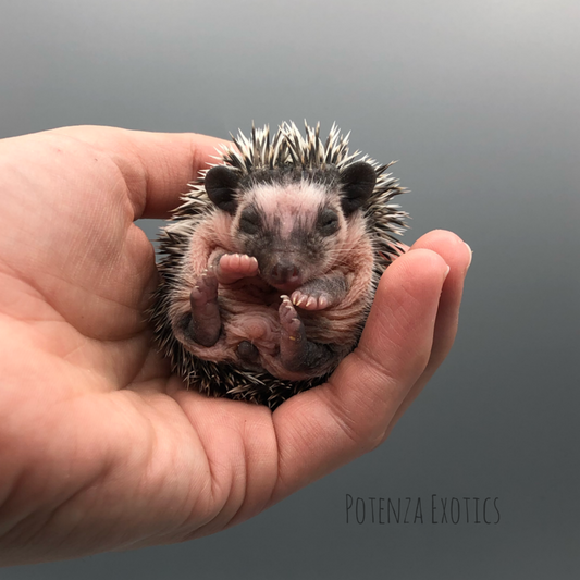 Pedigreed Hedgehogs for Sale DFW Texas