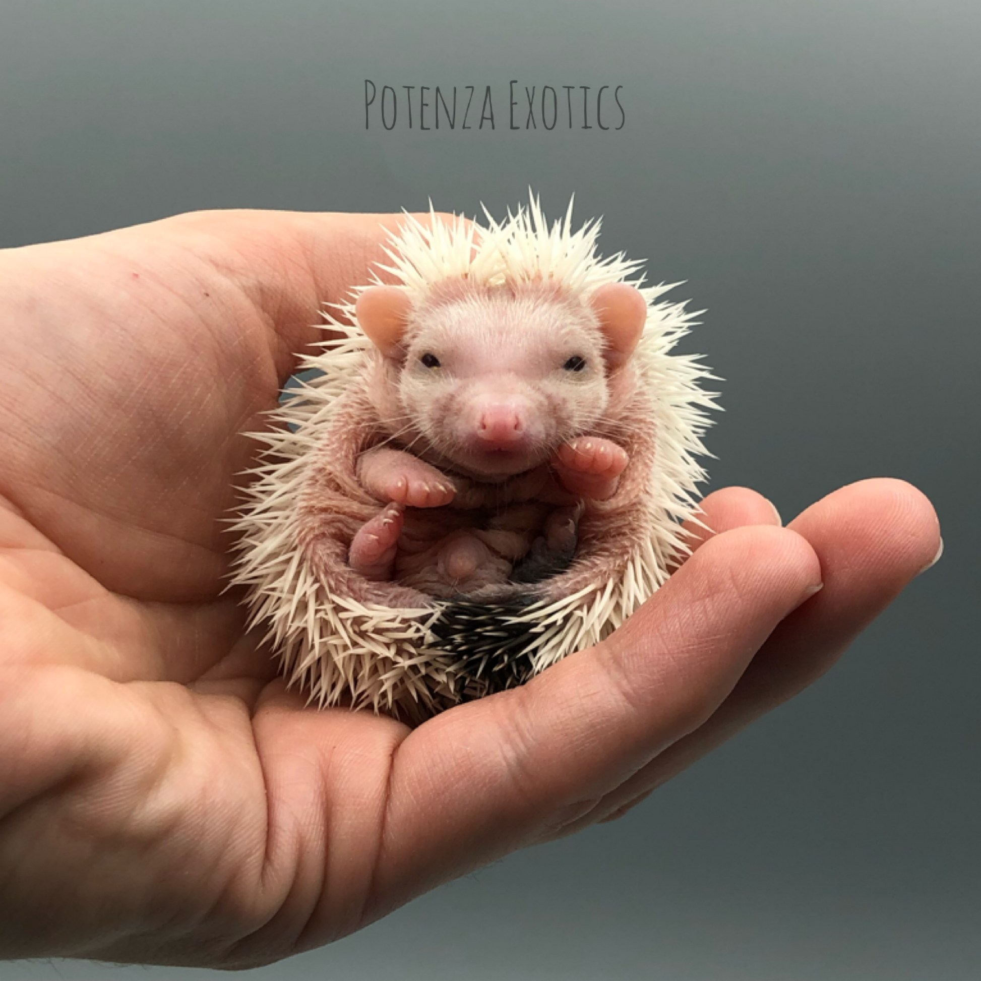 Baby Hedgehog for Sale in Texas