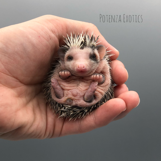 Pedigreed Hedgehogs for Sale