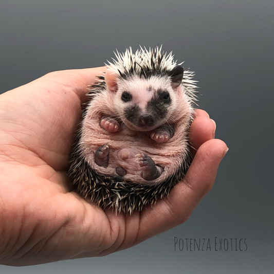 Hedgehogs for Sale in Dallas Texas