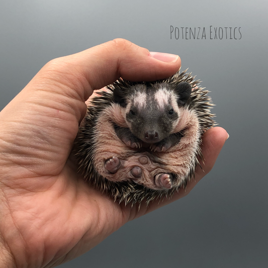 Baby Hedgehog for Sale Texas