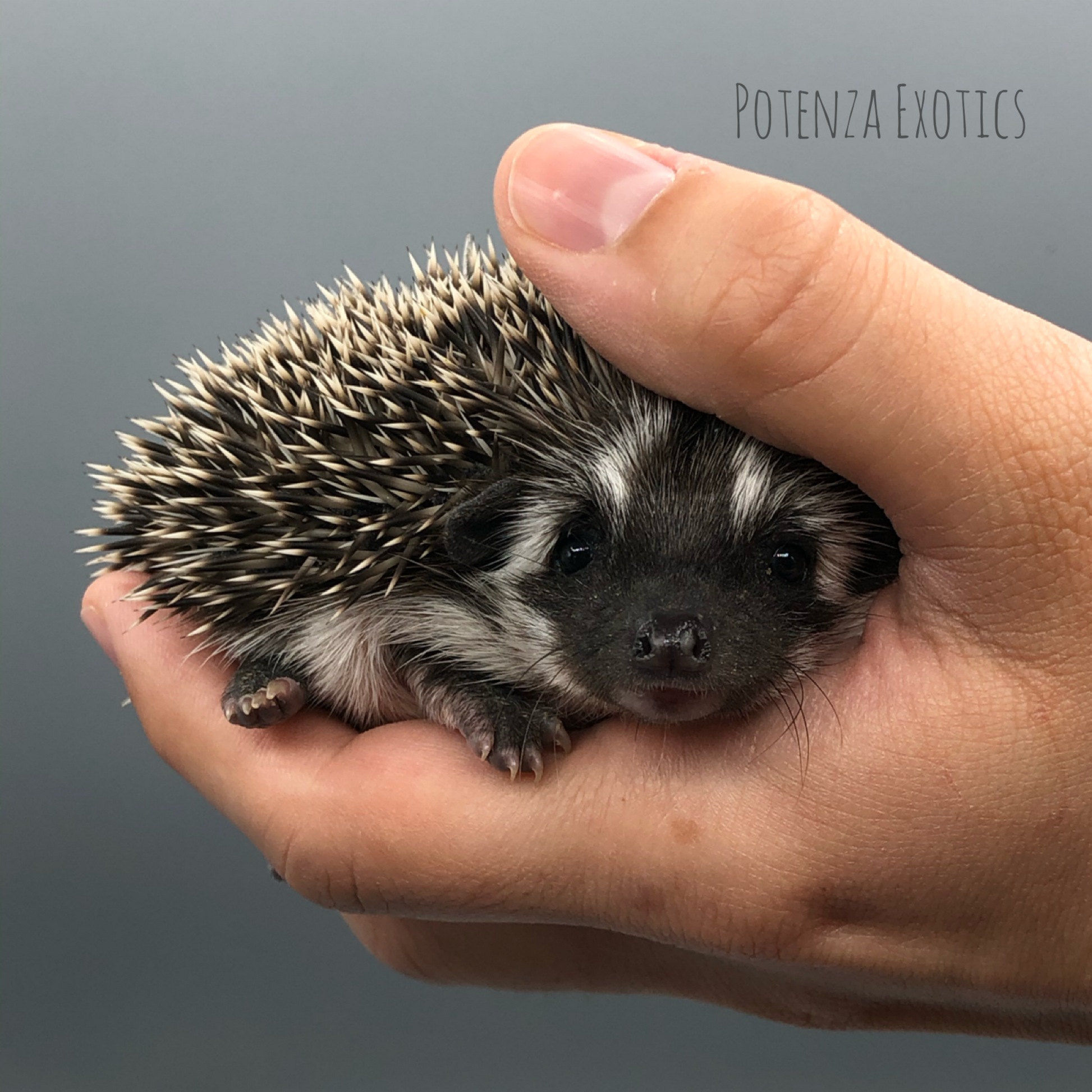 Baby Hedgehog for Sale in Texas