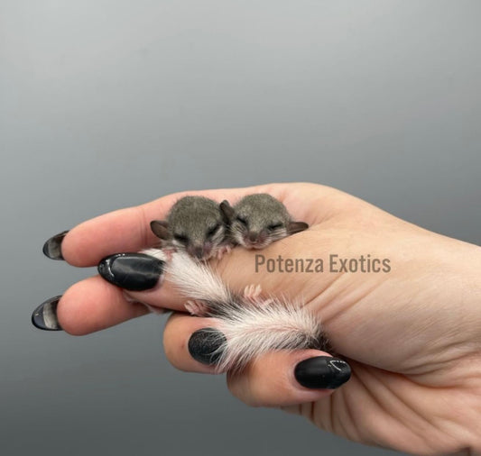 Piebald African Dormice - Same Gender Pair