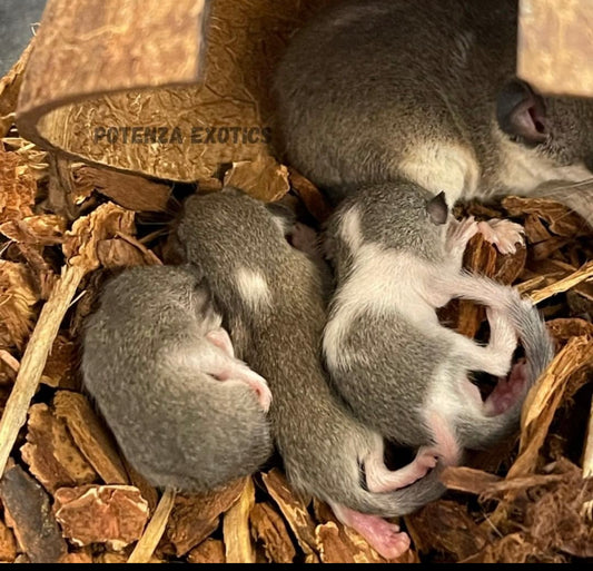 Piebald African Dormice - Same Gender Trio