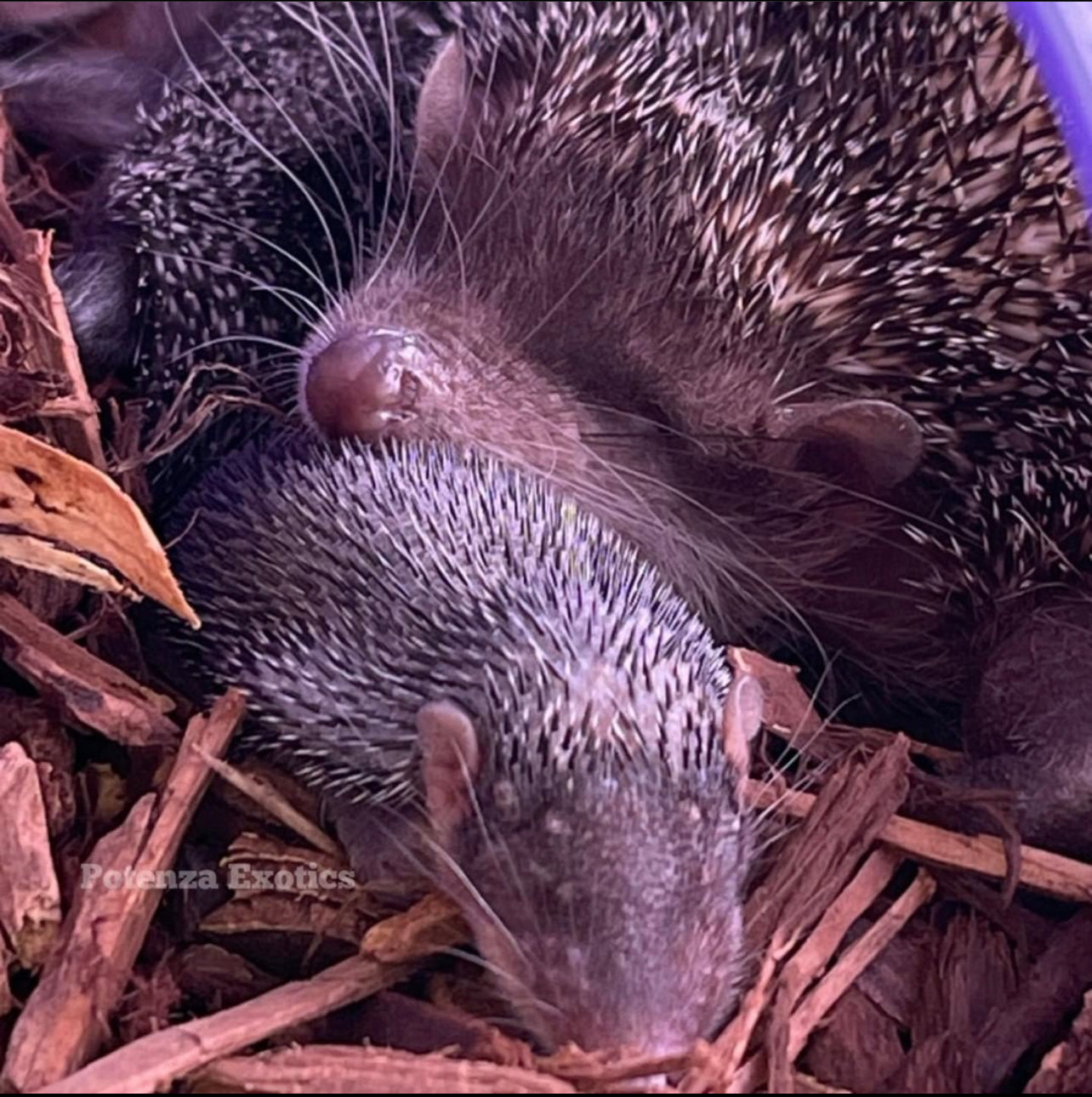 Greater Tenrec Breeding Pair (Bulbasaur x Wyvern)