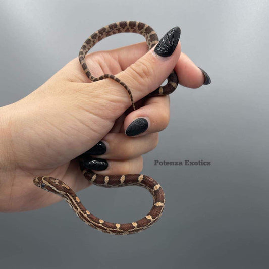 Normal Het Albino Caramel Stripe Ph Hypo OT