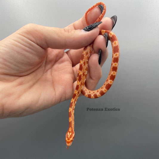 Albino Poss Het Scaleless, Caramel, Stripe Diffuse