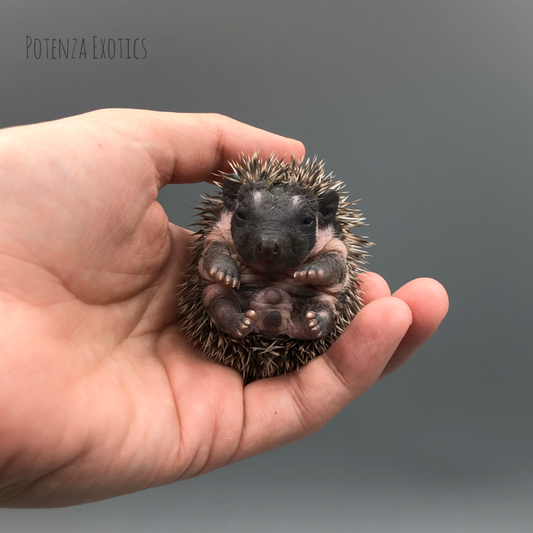 Hedgehogs for Sale in Arlington Texas